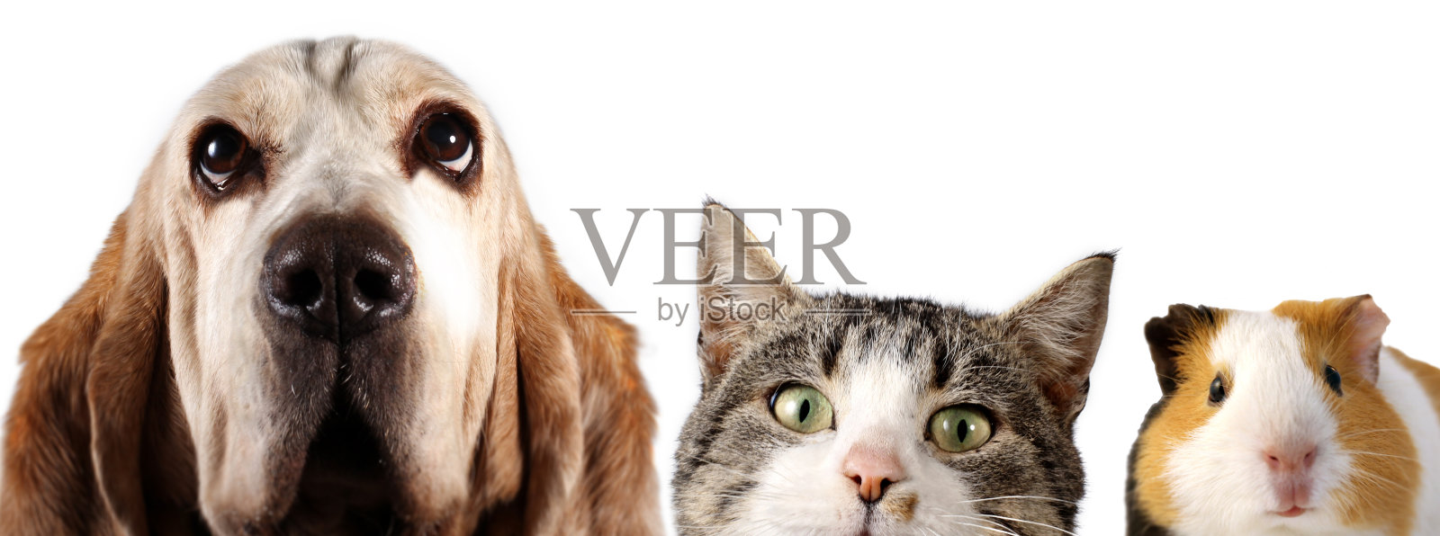 白色背景上的狗，猫和豚鼠照片摄影图片