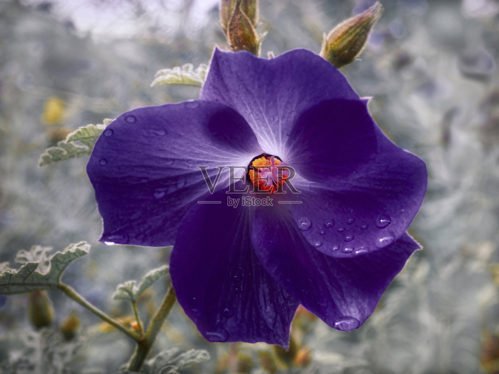 蓝色，蓝色芙蓉照片摄影图片