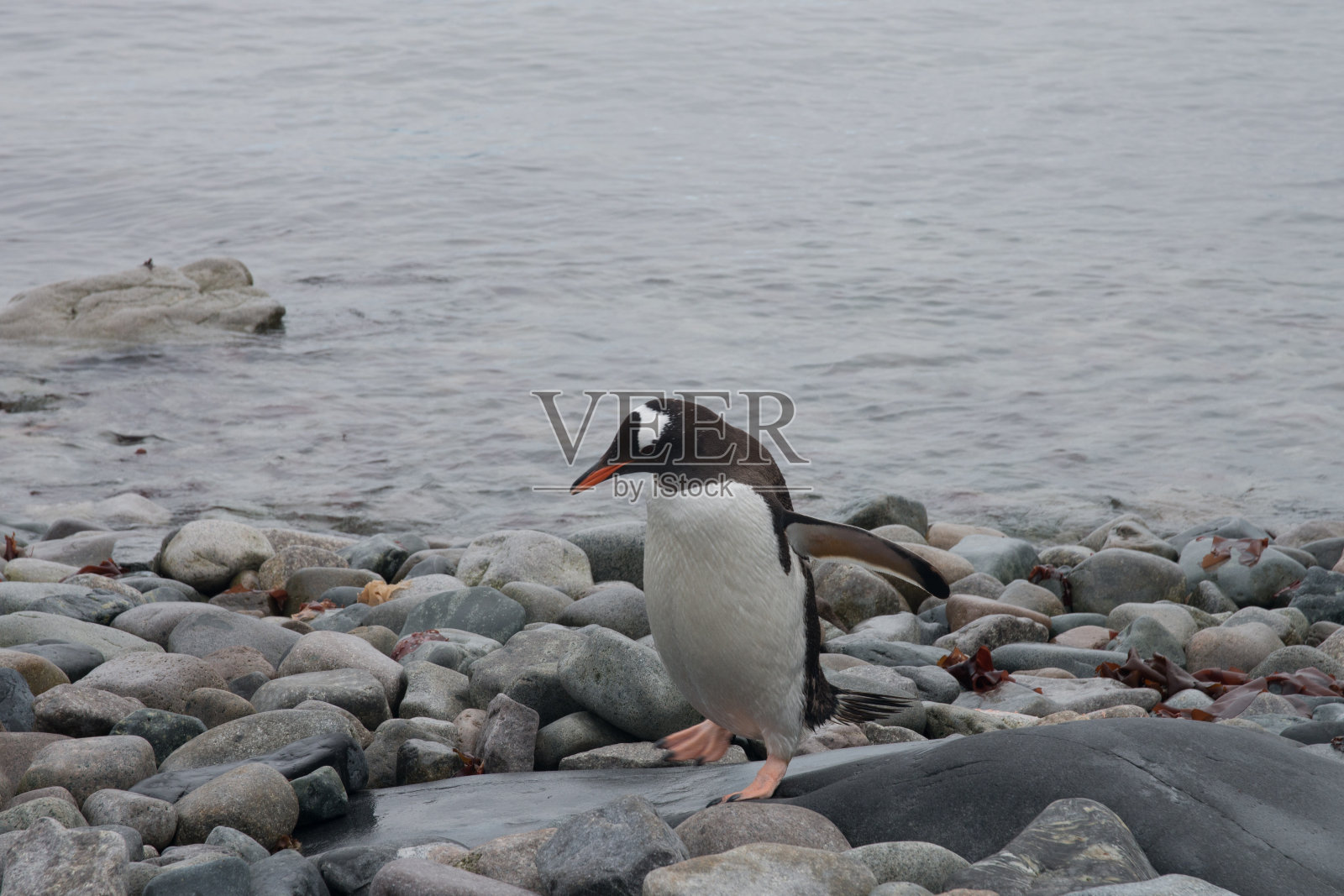 巴布亚企鹅5照片摄影图片