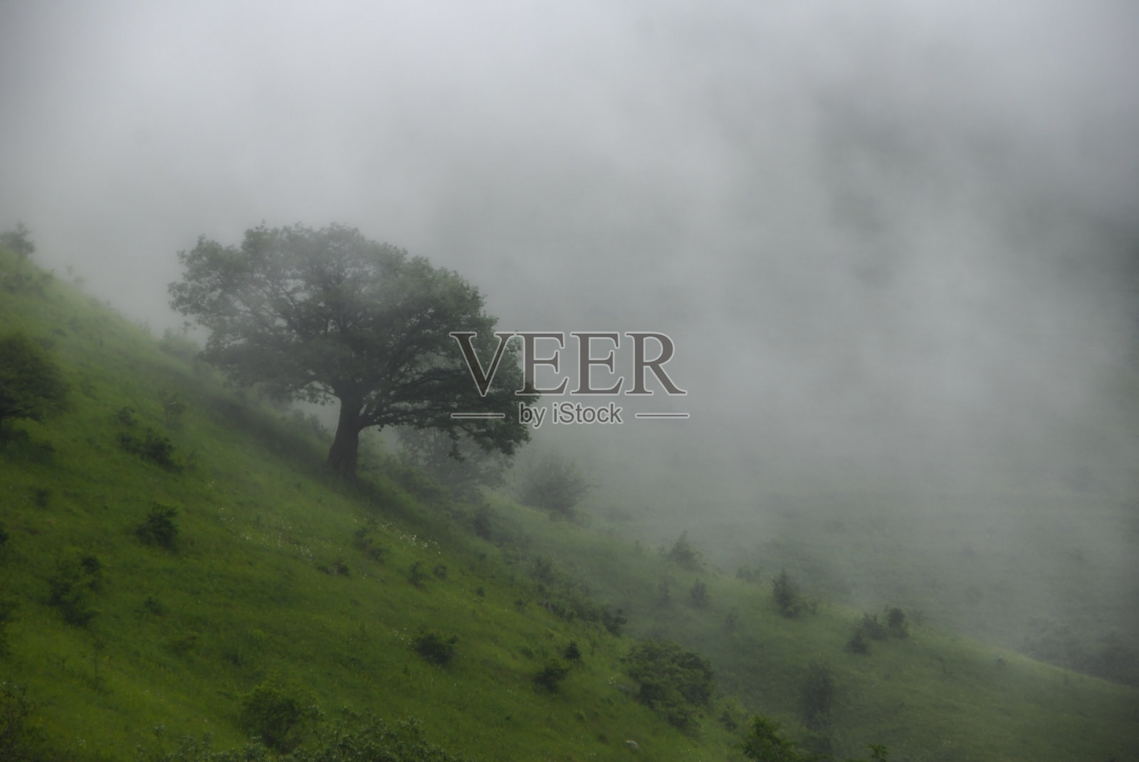 山腰上孤独的树照片摄影图片