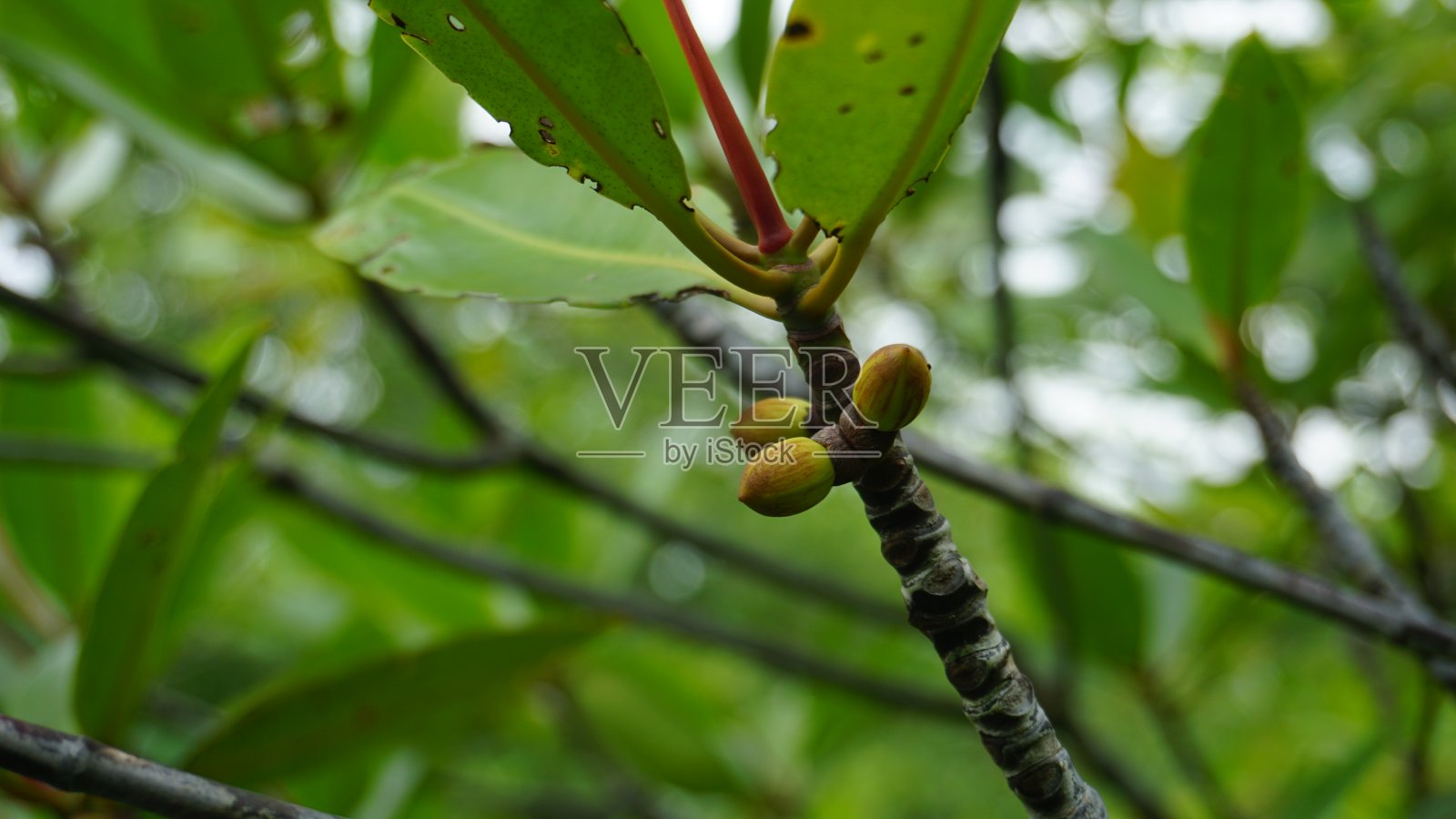 红树林嫩芽的生长照片摄影图片