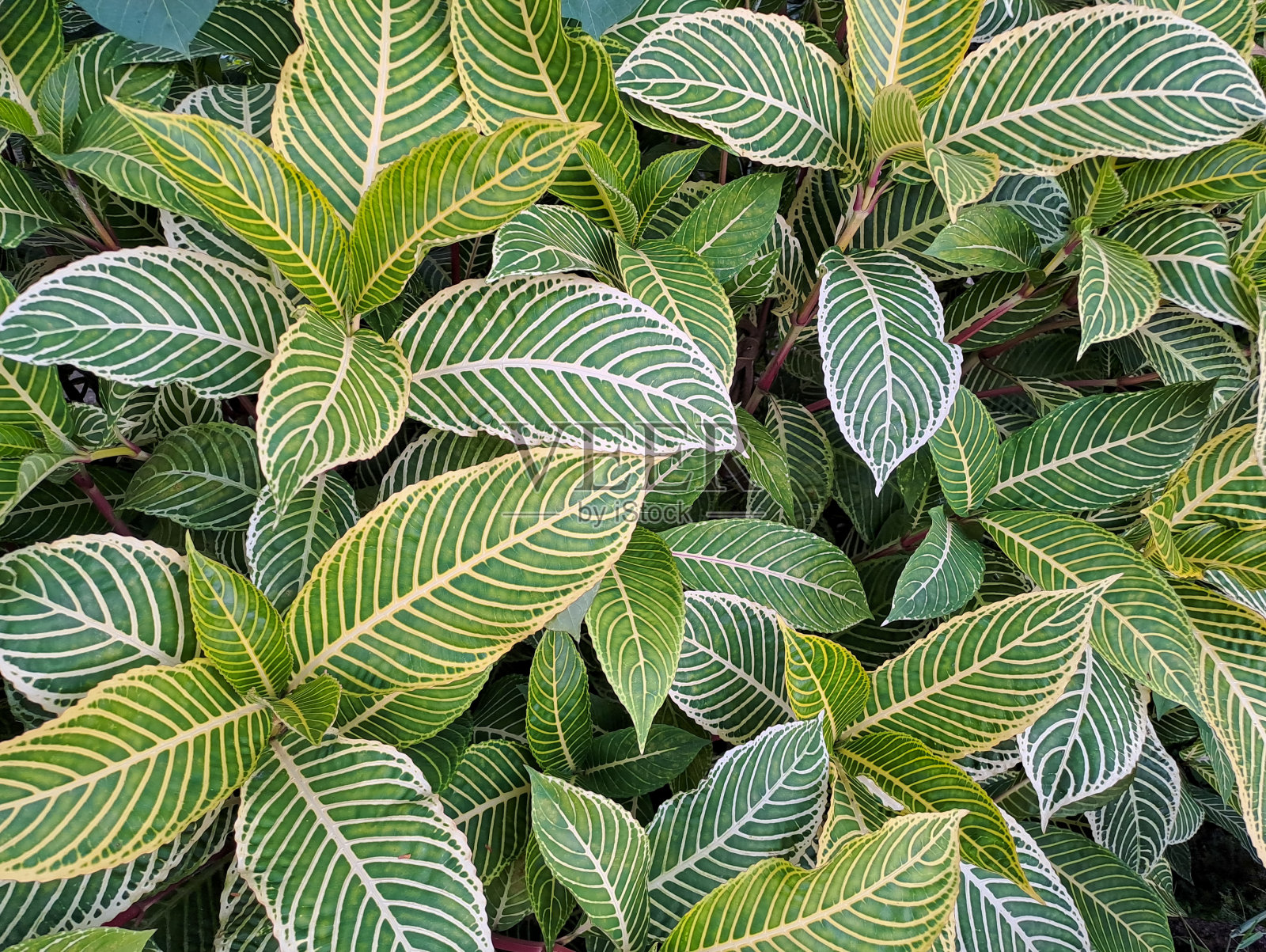 绿黄相间的山青虫照片摄影图片