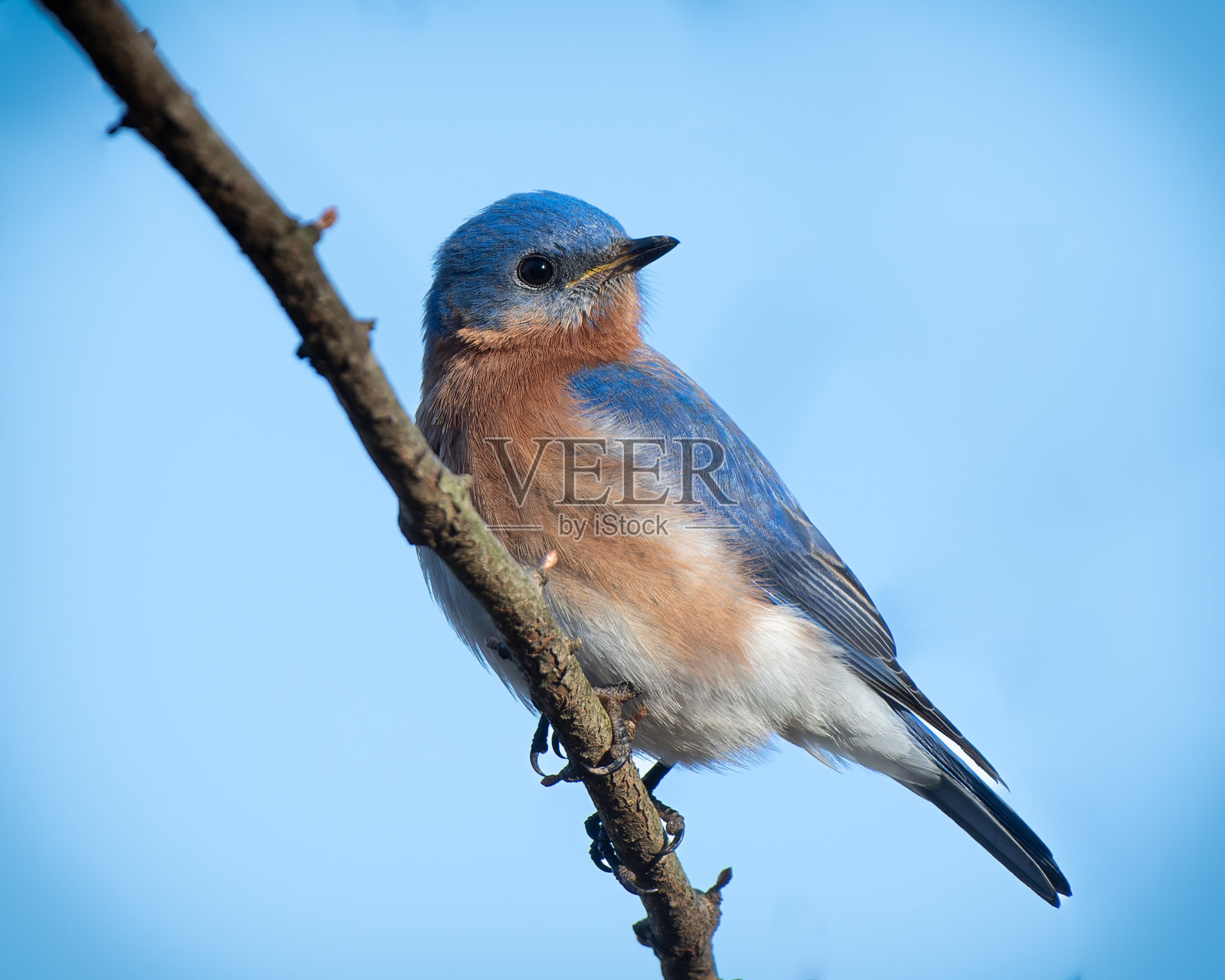 东方蓝知更鸟照片摄影图片