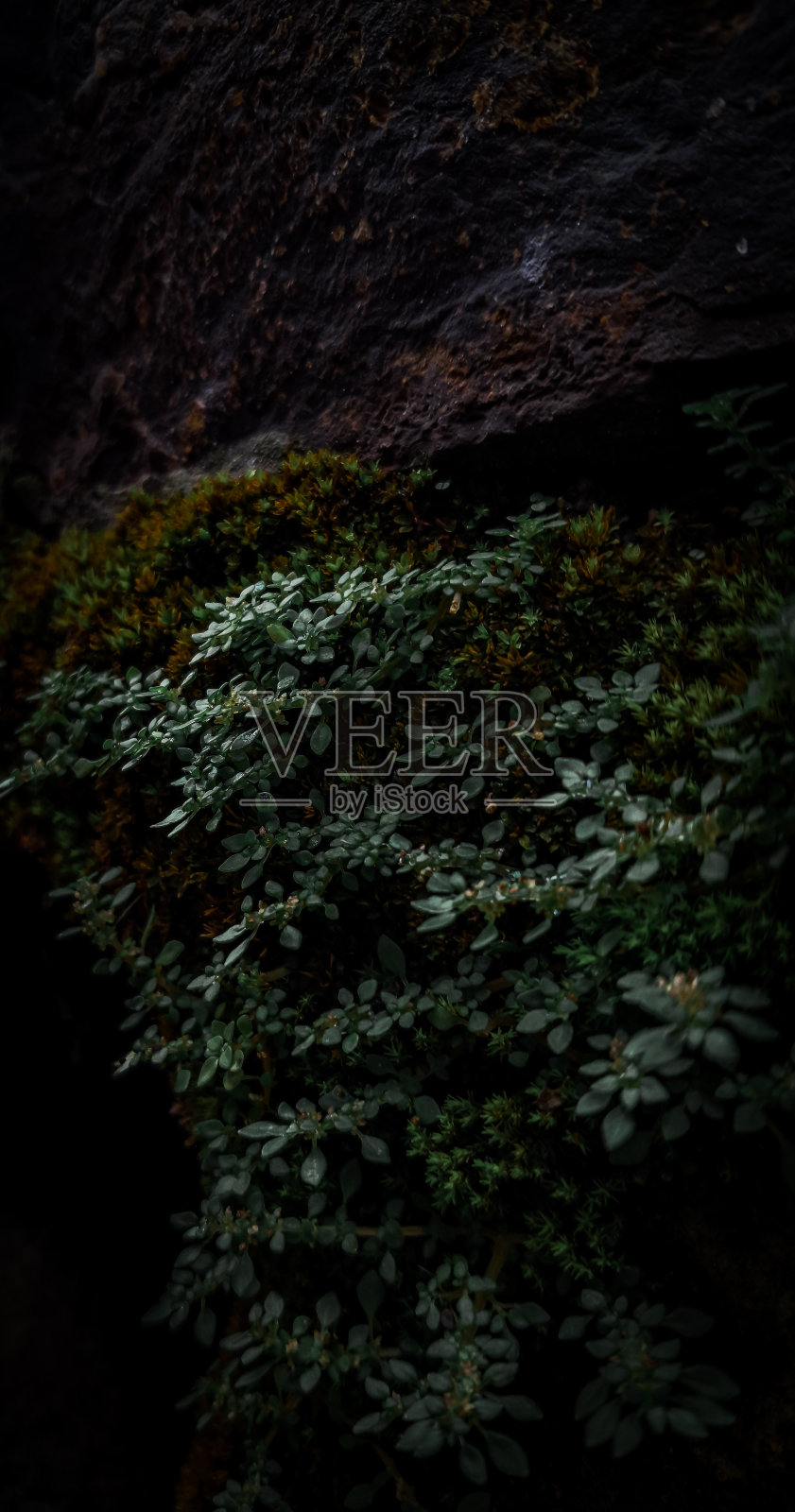 莫斯照片摄影图片