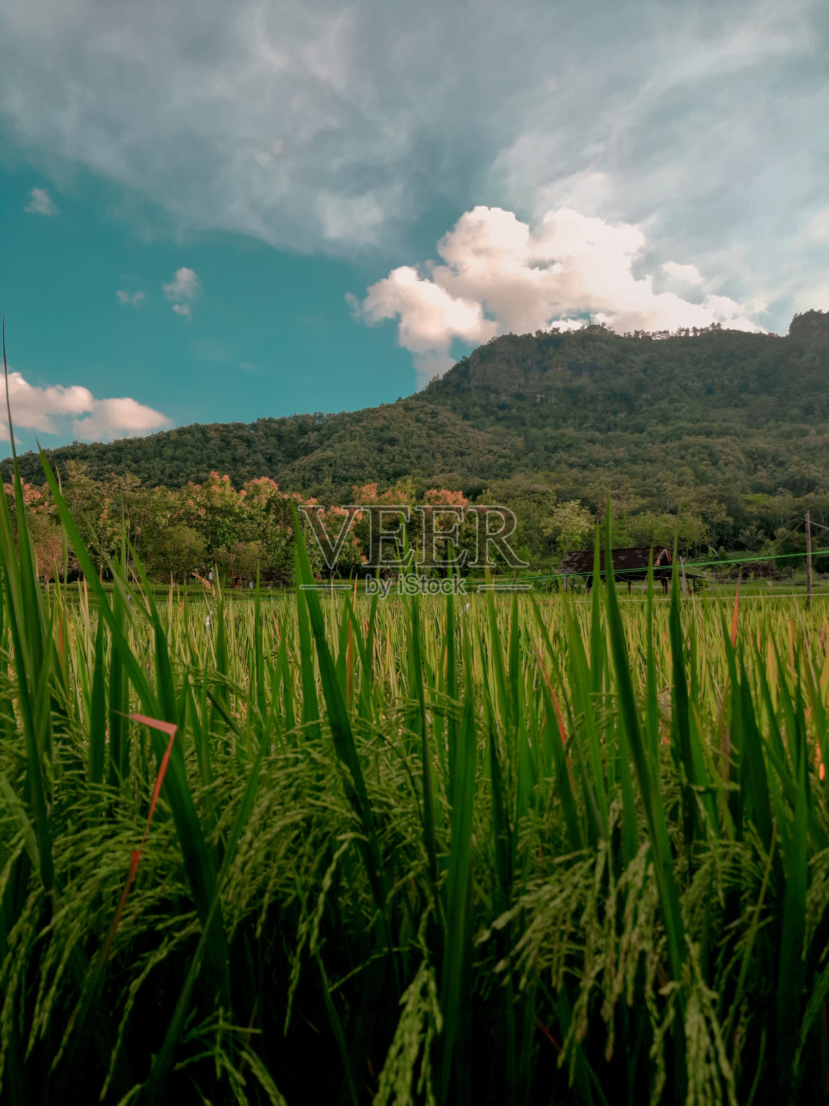 印度尼西亚的稻田照片摄影图片