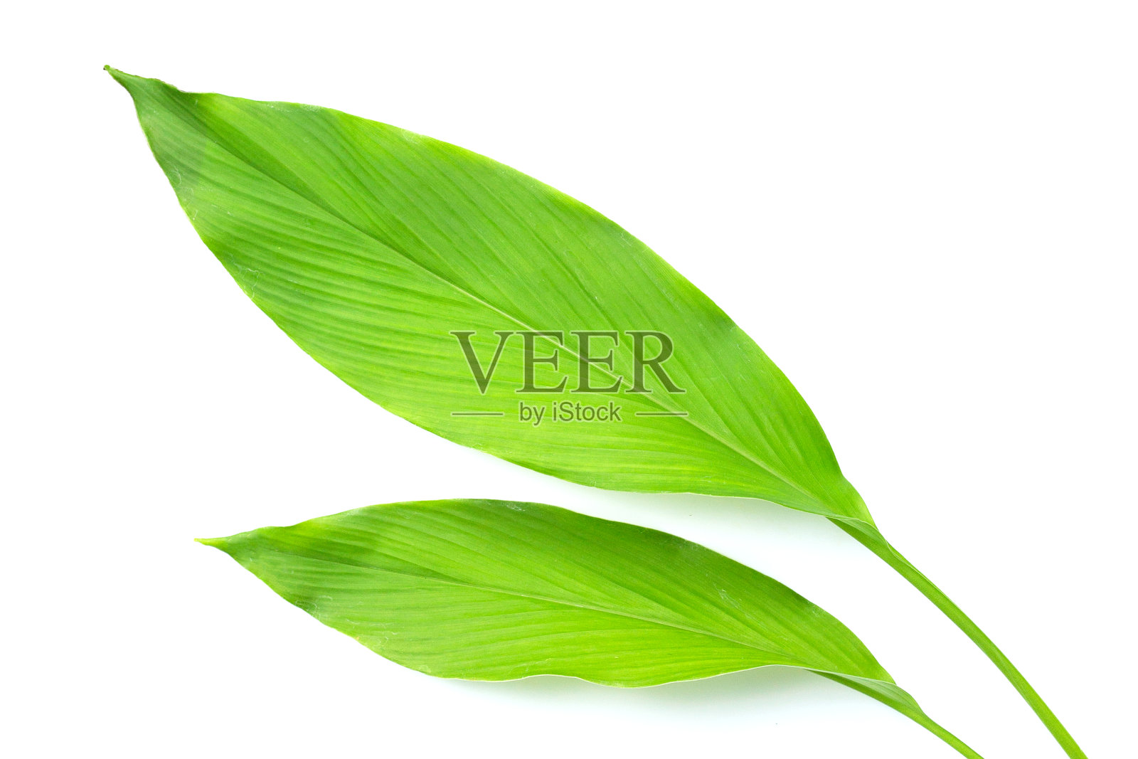 白色背景上的姜黄绿叶。照片摄影图片