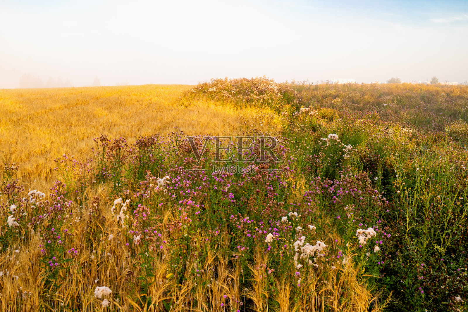 潮湿的小麦小穗照片摄影图片