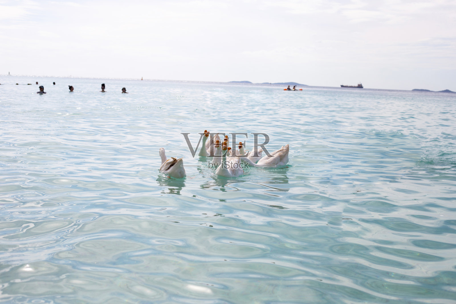 白鹅在海里游泳。泰国芭提雅腊岛的Tien海滩照片摄影图片