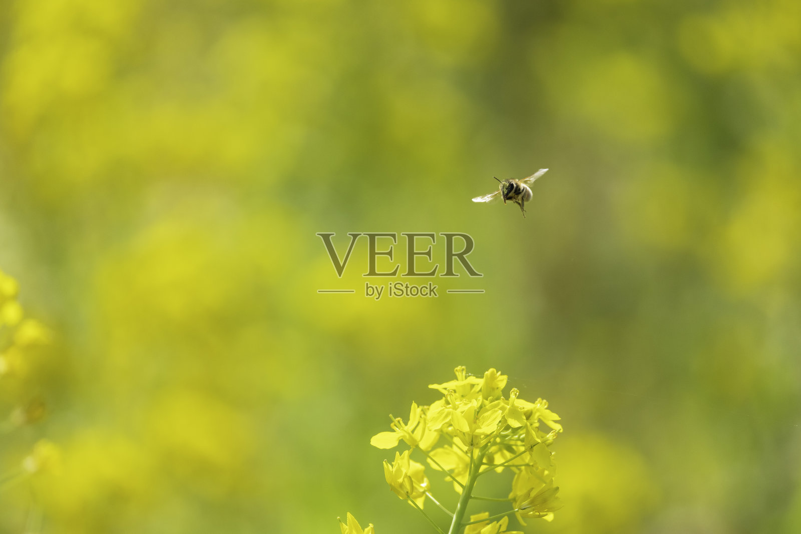 一只采集油菜花和蜂蜜的蜜蜂照片摄影图片