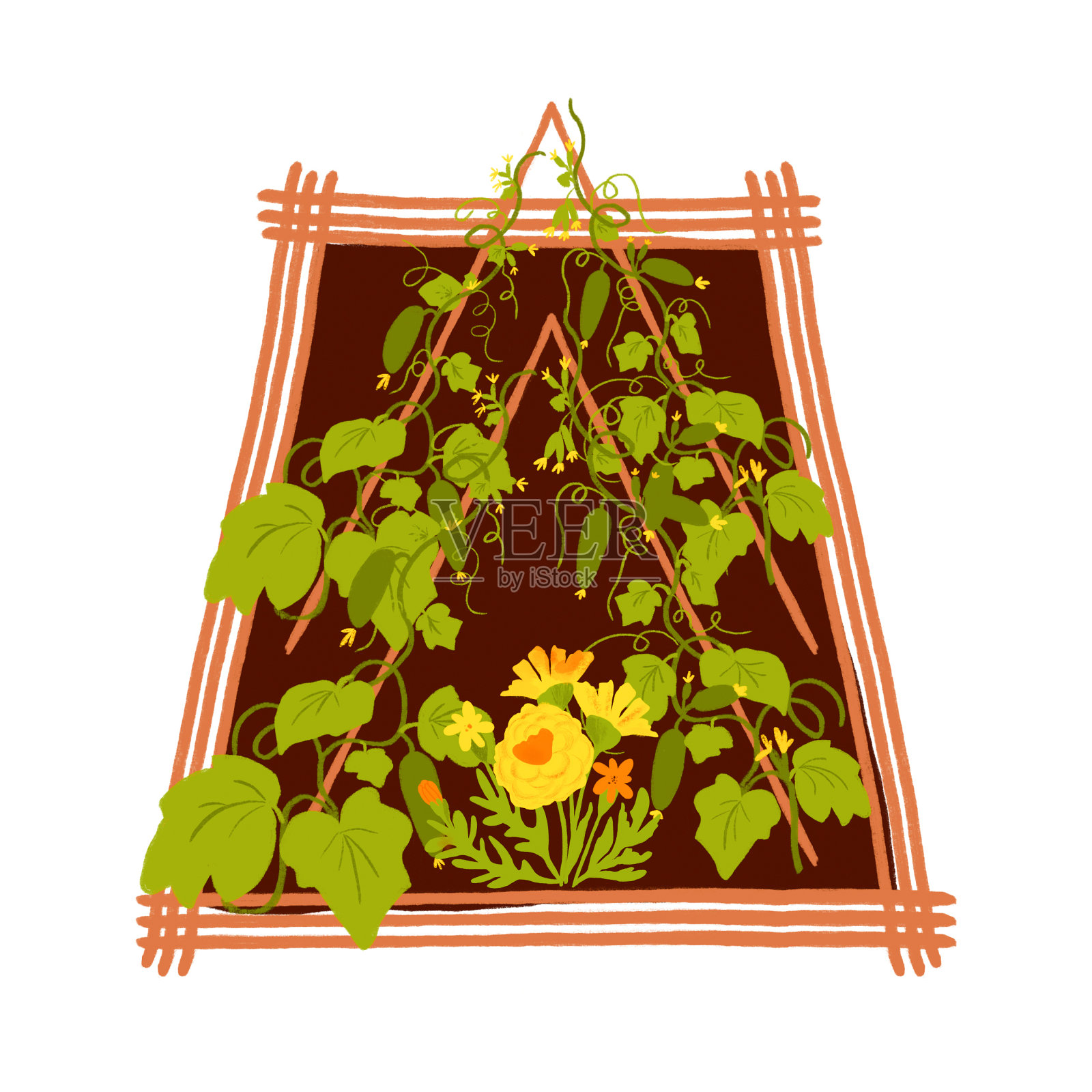 在花园或农场种植黄瓜的菜圃。孤立的水彩园艺插图插画图片素材