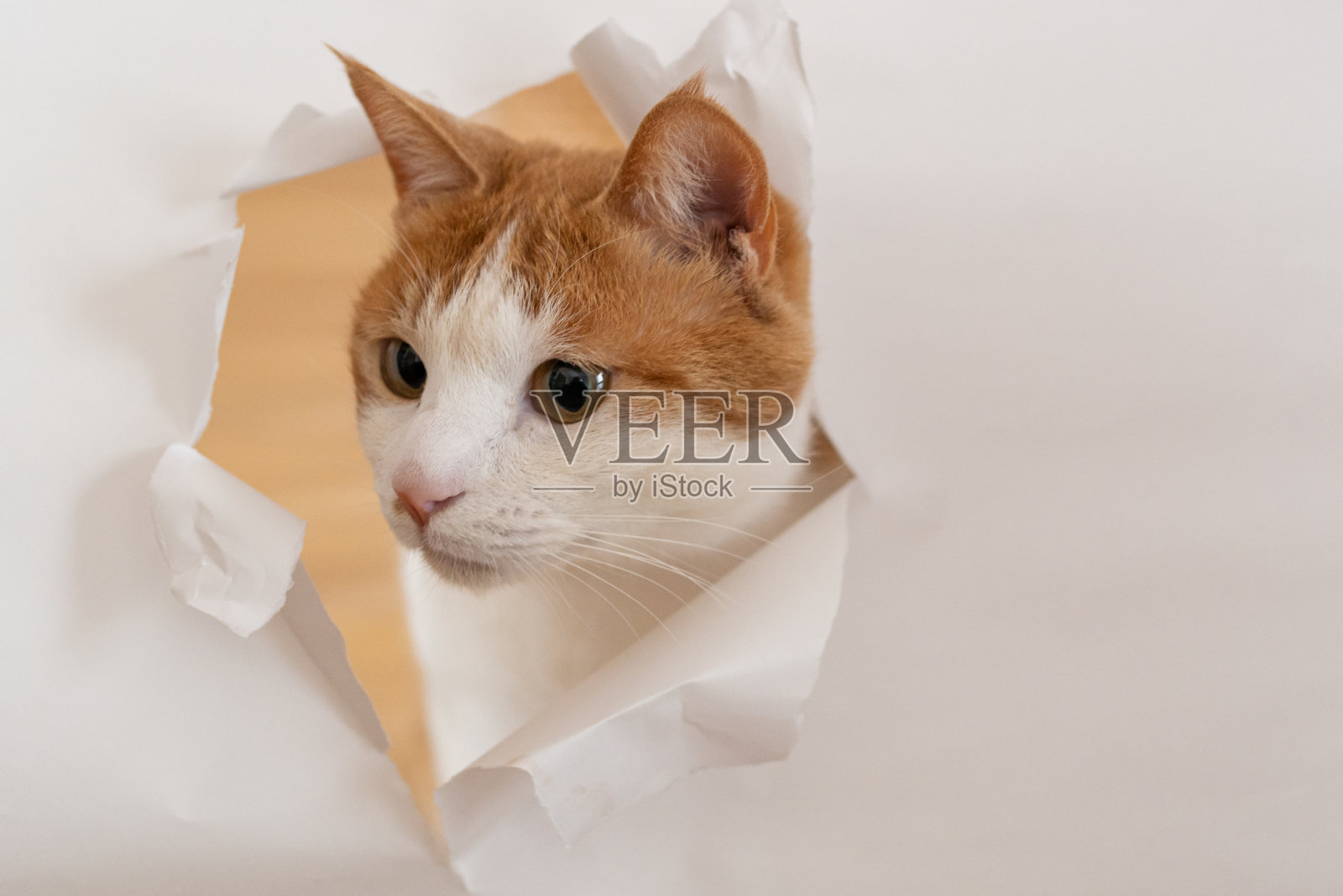 一只猫从撕破的纸里伸出脸来照片摄影图片