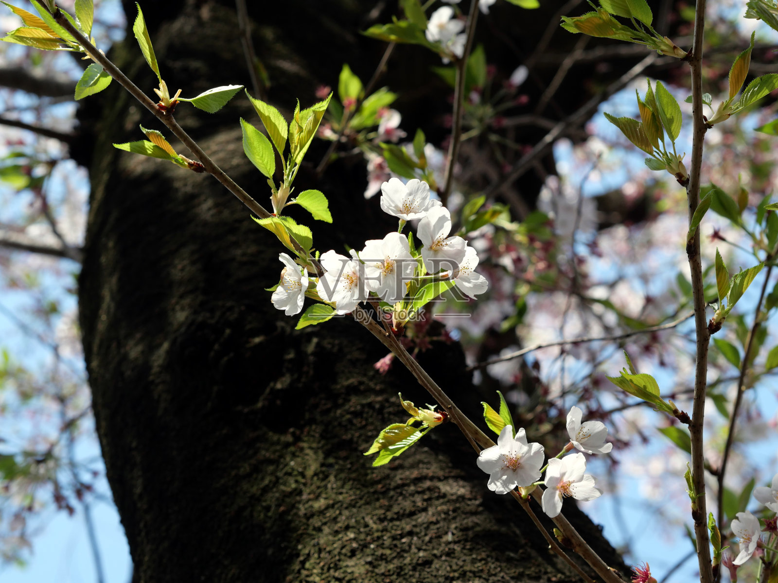 在东京板桥区，樱花盛开的春天景色。照片摄影图片