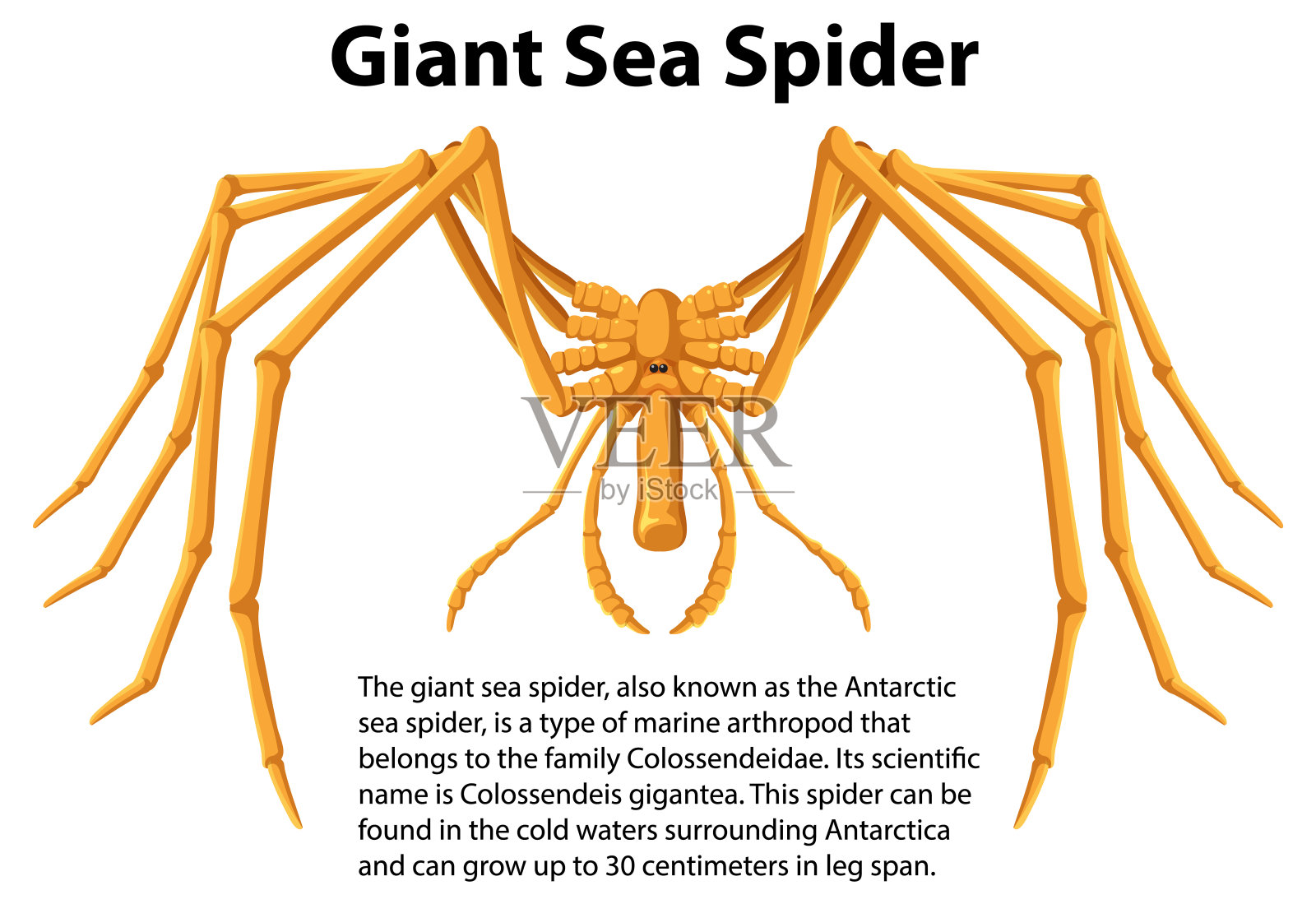 巨大的海蜘蛛与信息文本插画图片素材