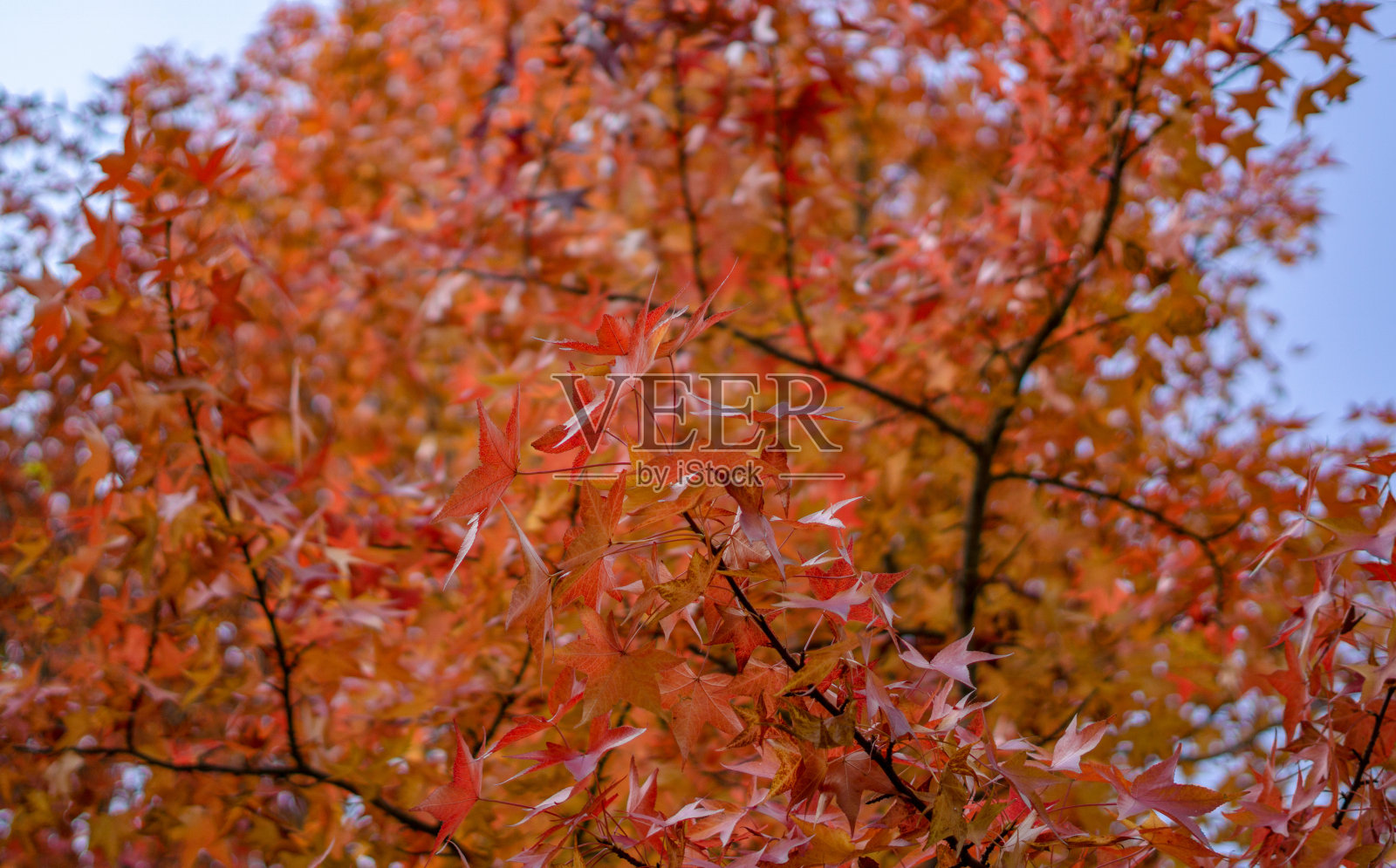 美丽的背景季节性彩色树木与复制空间蓝天在秋季风格的玉富照片摄影图片