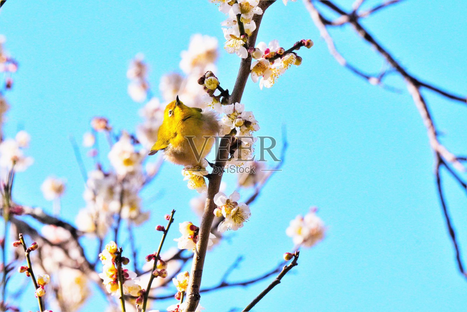 白眼，一种莺色的小鸟，在蓝天的映衬下，在白梅枝上展翅照片摄影图片