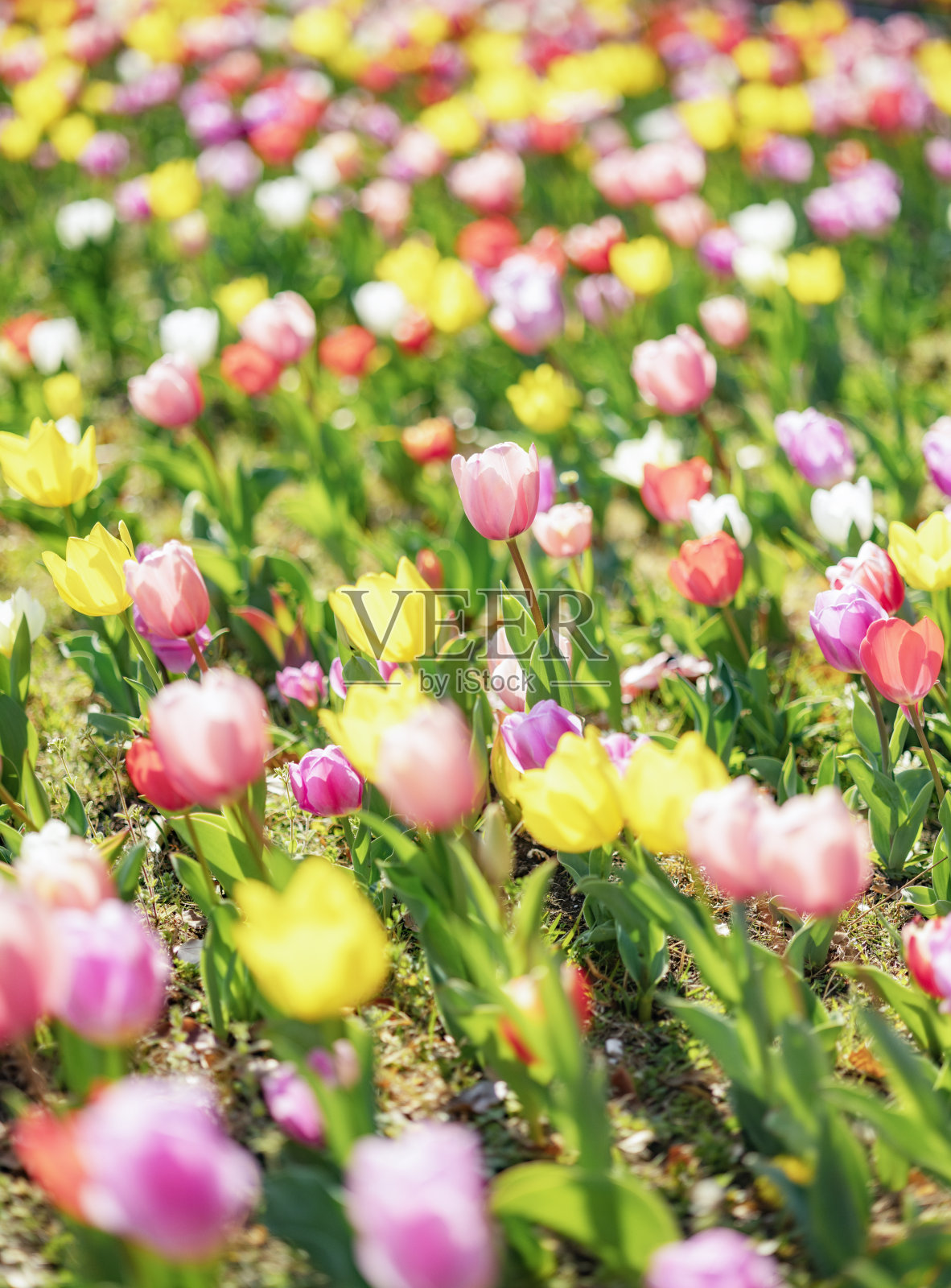 五彩郁金香田，春天照片摄影图片