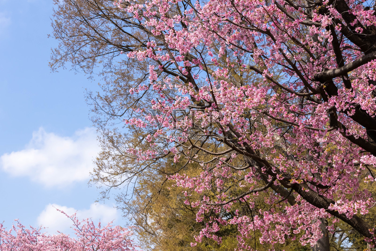 阳光灿烂的日子里，樱花盛开照片摄影图片
