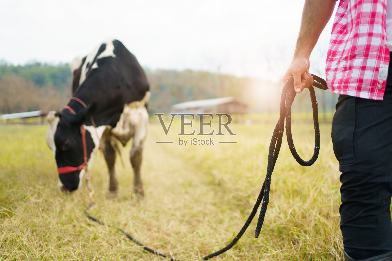 畜牧农民和奶牛。照片摄影图片
