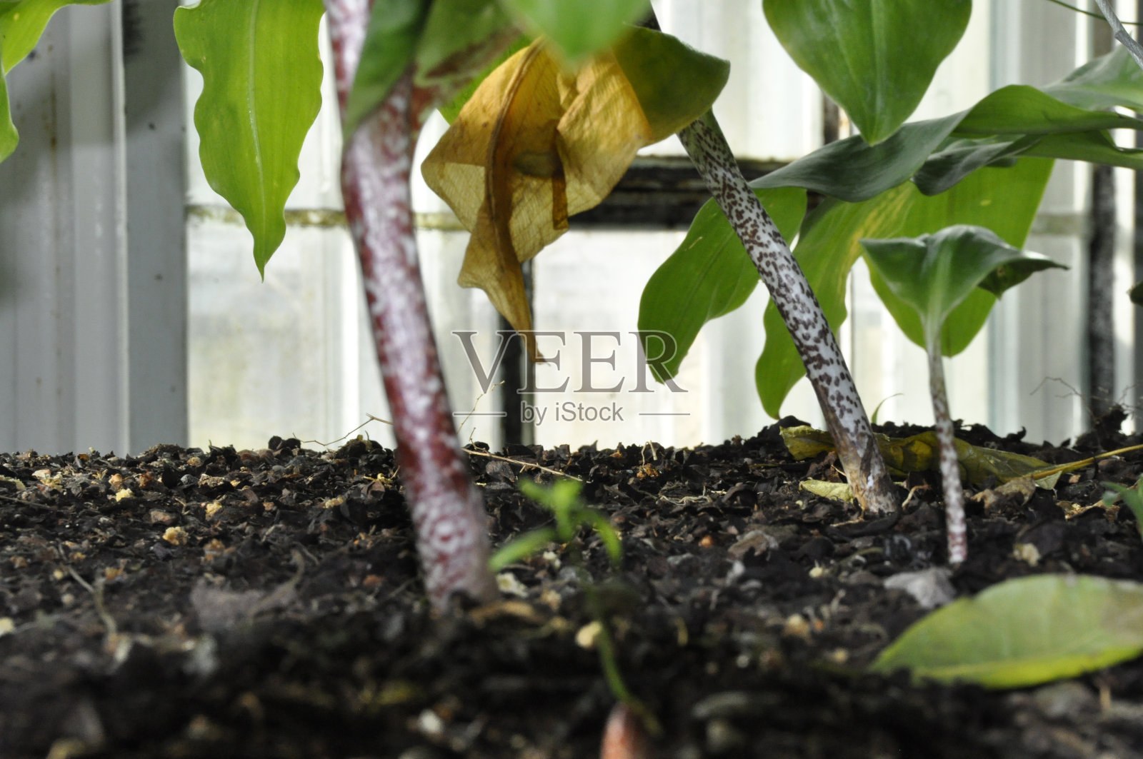 冬天的天堂照片摄影图片