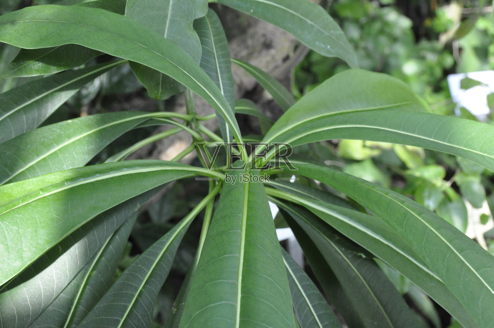 冬天的天堂照片摄影图片