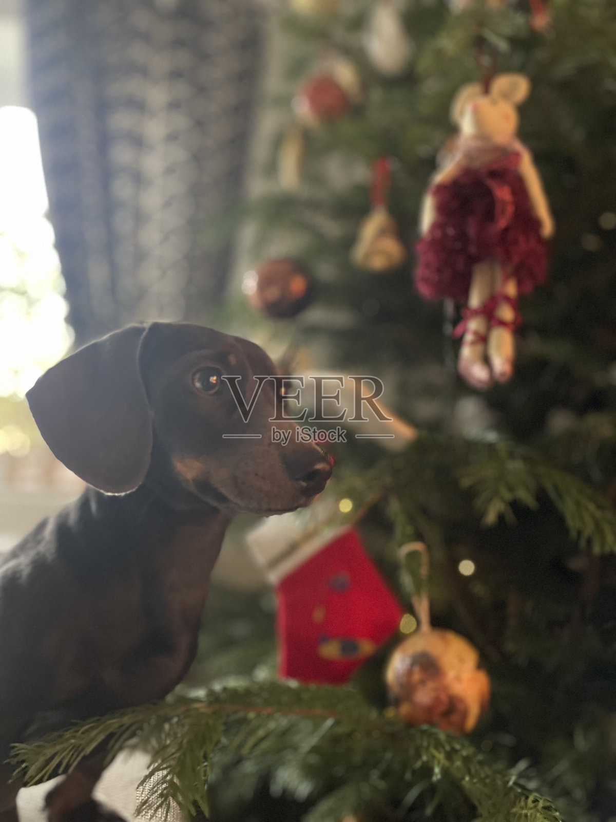 迷你腊肠犬比莉圣诞树装饰照片摄影图片