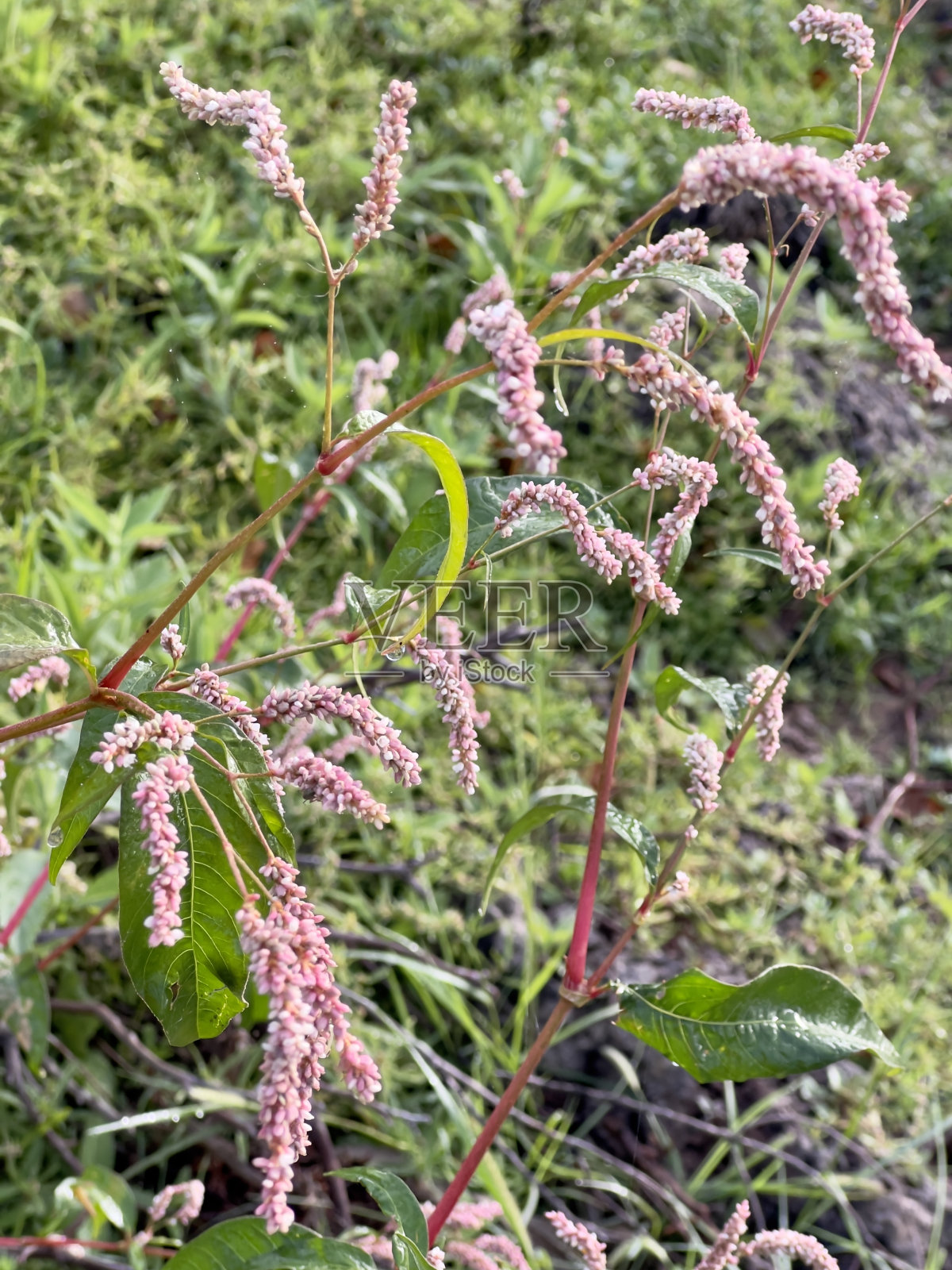 粉红色的波斯兰照片摄影图片