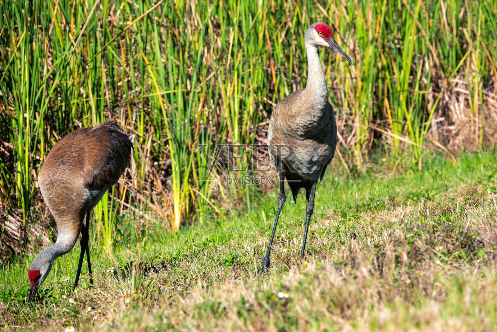 一对沙丘鹤照片摄影图片
