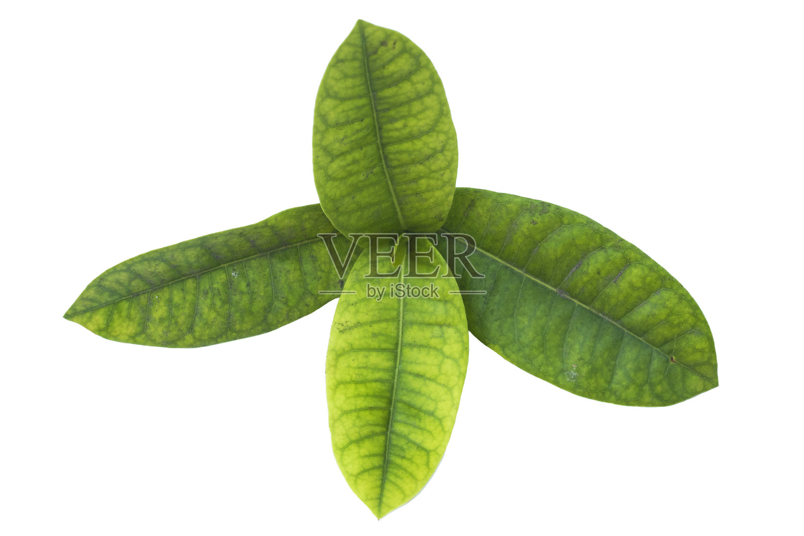 白色背景上一束孤立的绿色热带树叶照片摄影图片