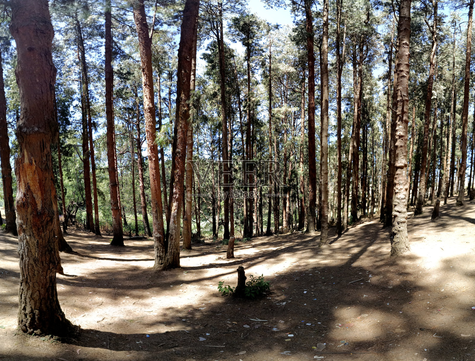 泰米尔纳德邦乌蒂，日出下的松林。照片摄影图片