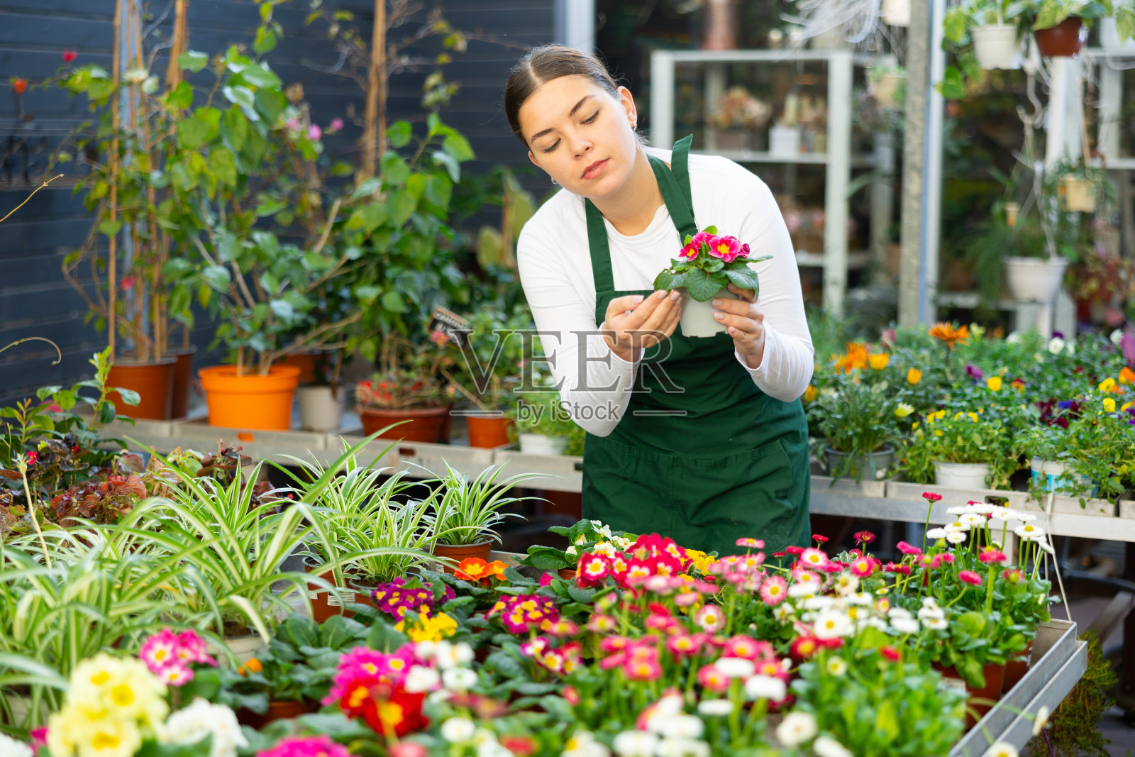 在花店里，女卖主拿着普通的报春花照片摄影图片