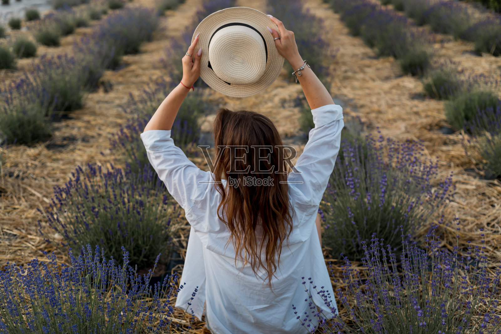 一个穿着白衬衫，手里拿着草帽的女人坐在薰衣草地里。从后面看照片摄影图片