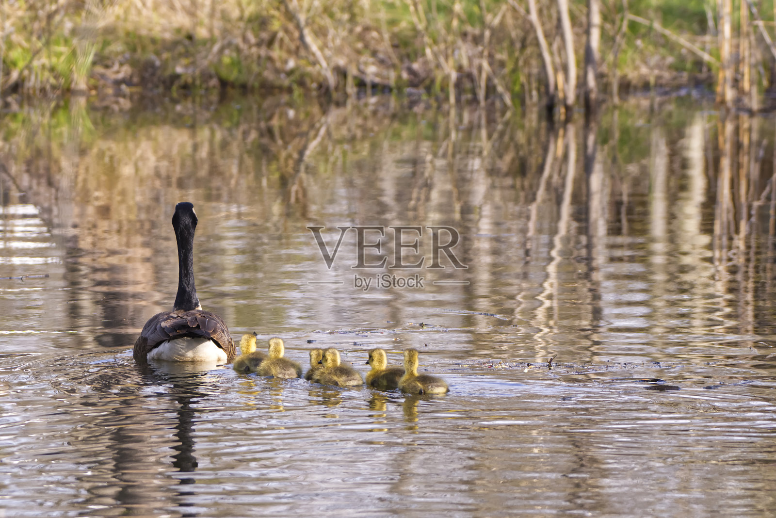鹅和小鹅照片摄影图片