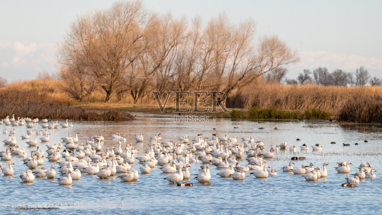 雪雁照片摄影图片