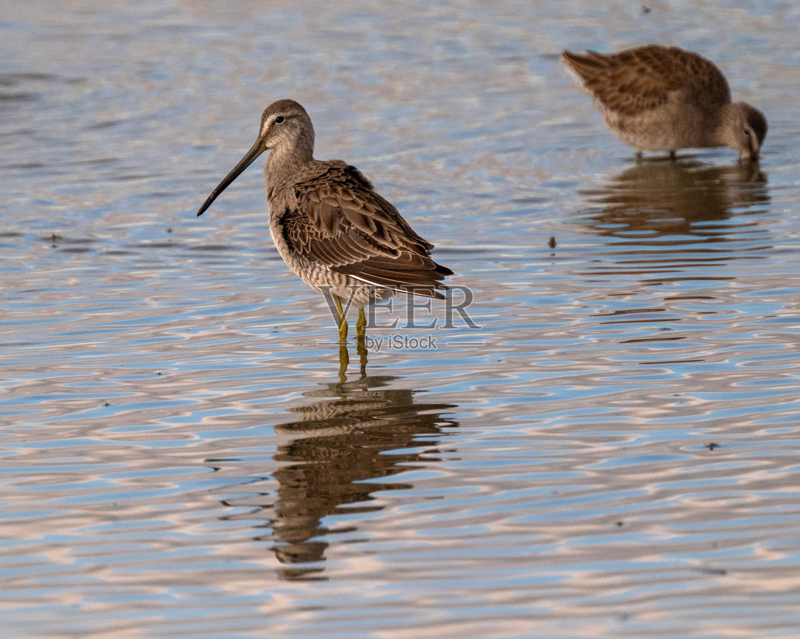 族Dowitchers照片摄影图片