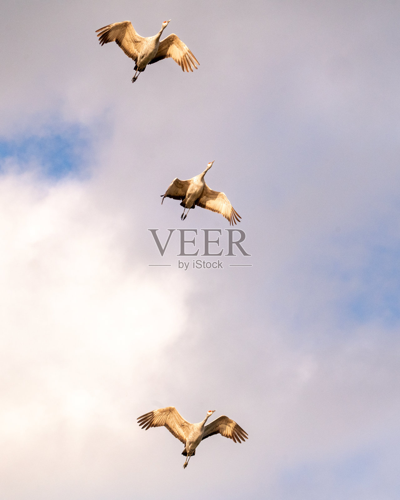 沙丘鹤照片摄影图片