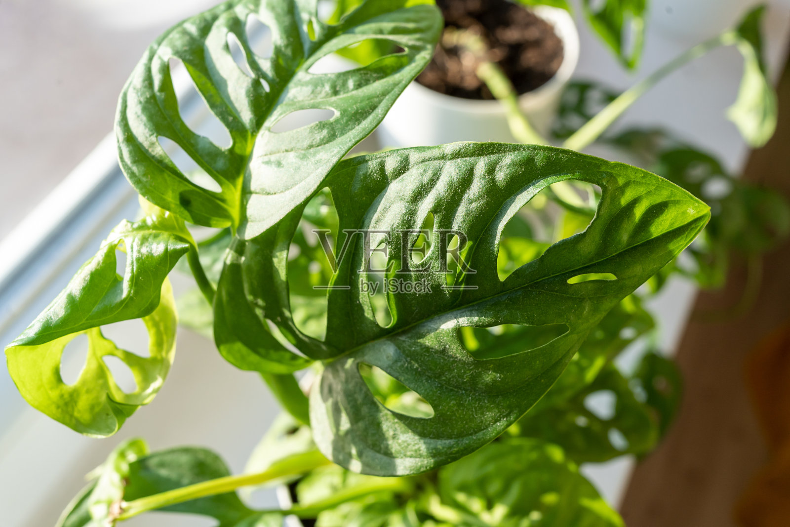 在架子上的罐子里的怪物猴面具。绿色室内植物。现代房间装饰，室内。生活方式，植物的静物生活。近距离照片摄影图片