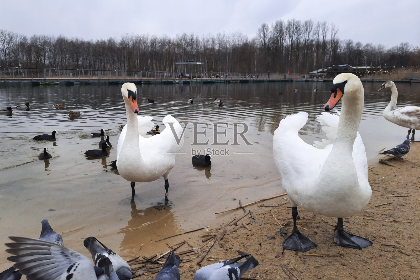 一对成年天鹅特写。城市野生动物。城市生物多样性的重要性。照片摄影图片