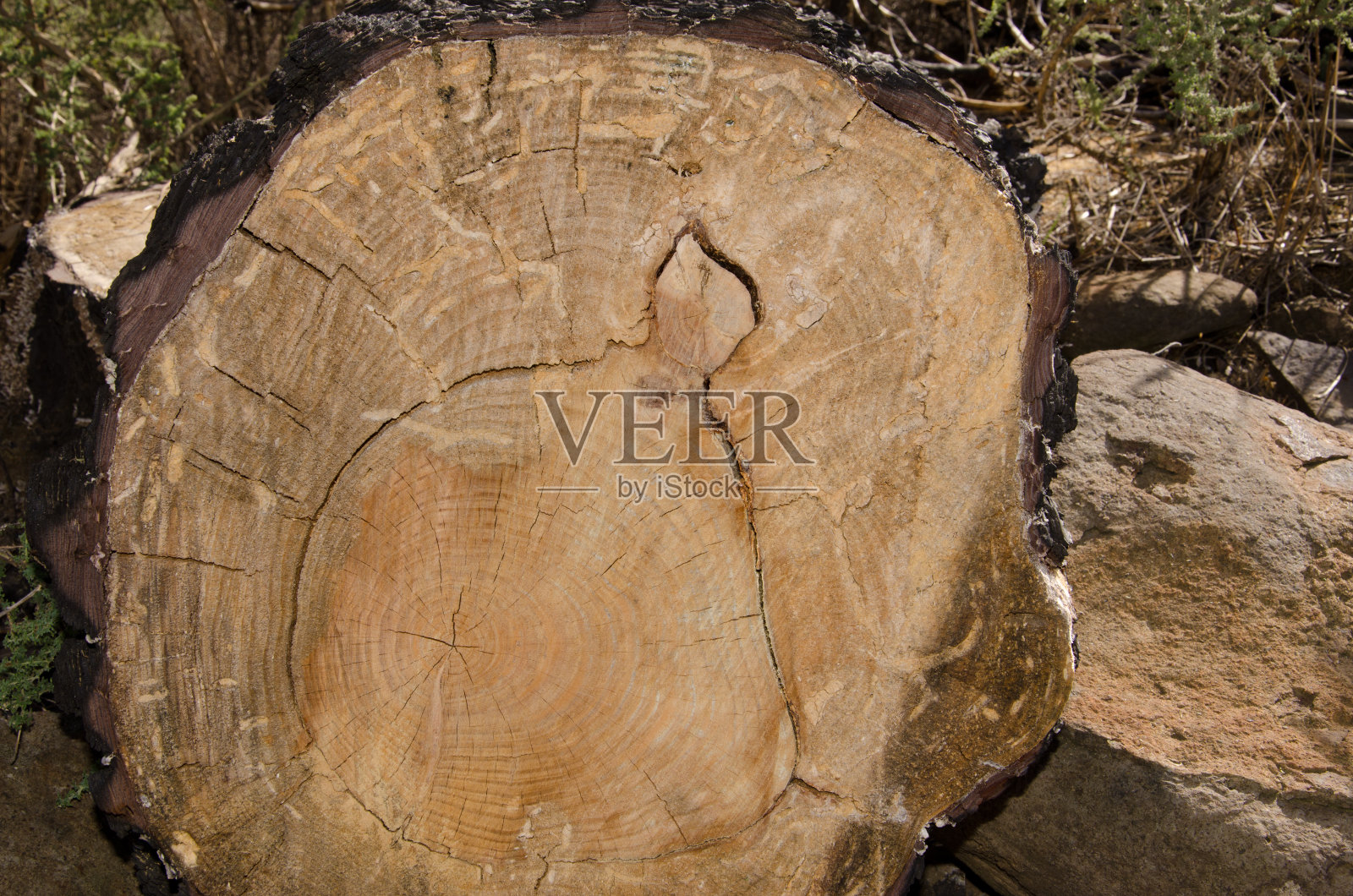 树干的一部分与大加那利岛的剪影。照片摄影图片