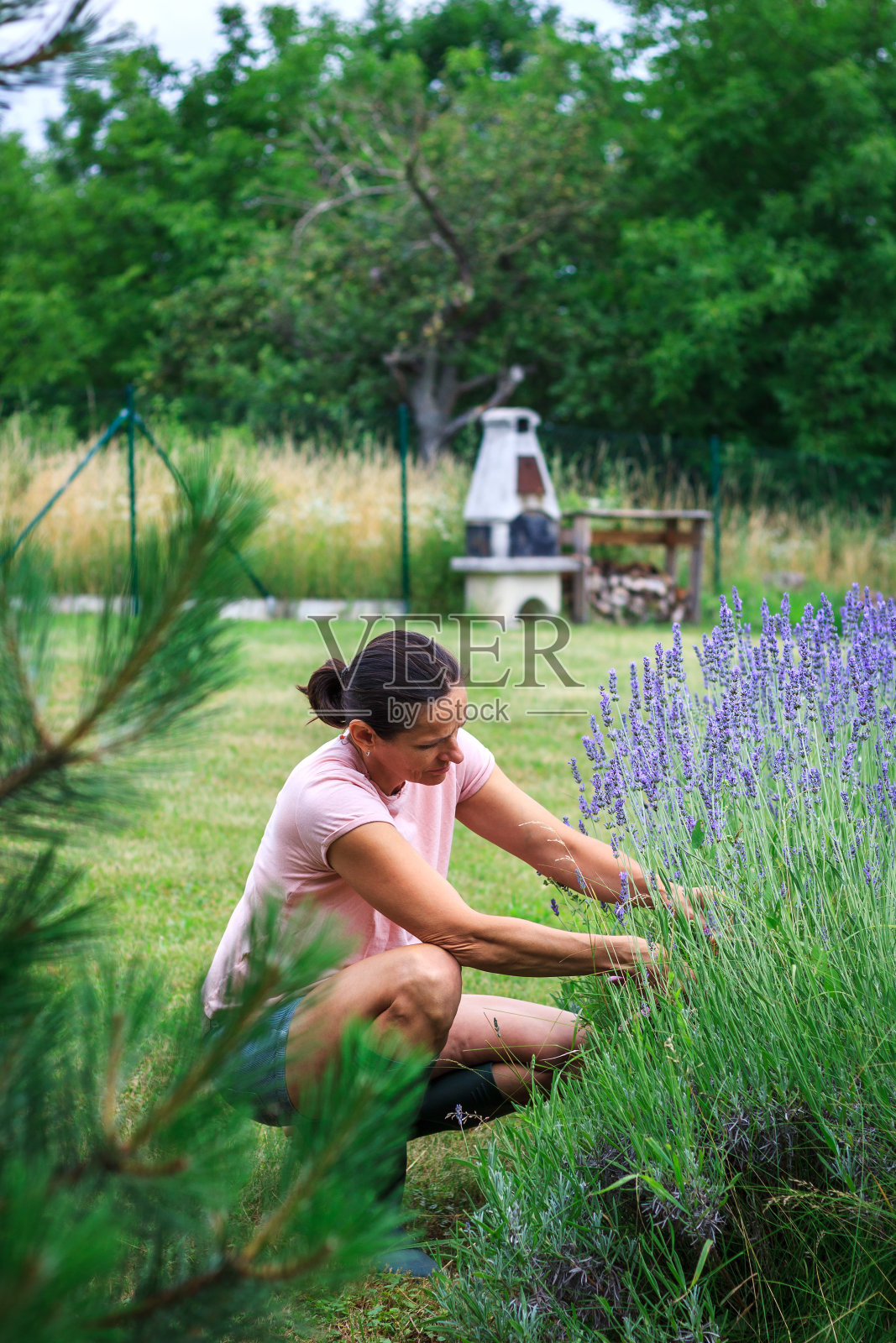 一名妇女在她的花园里收获薰衣草花照片摄影图片