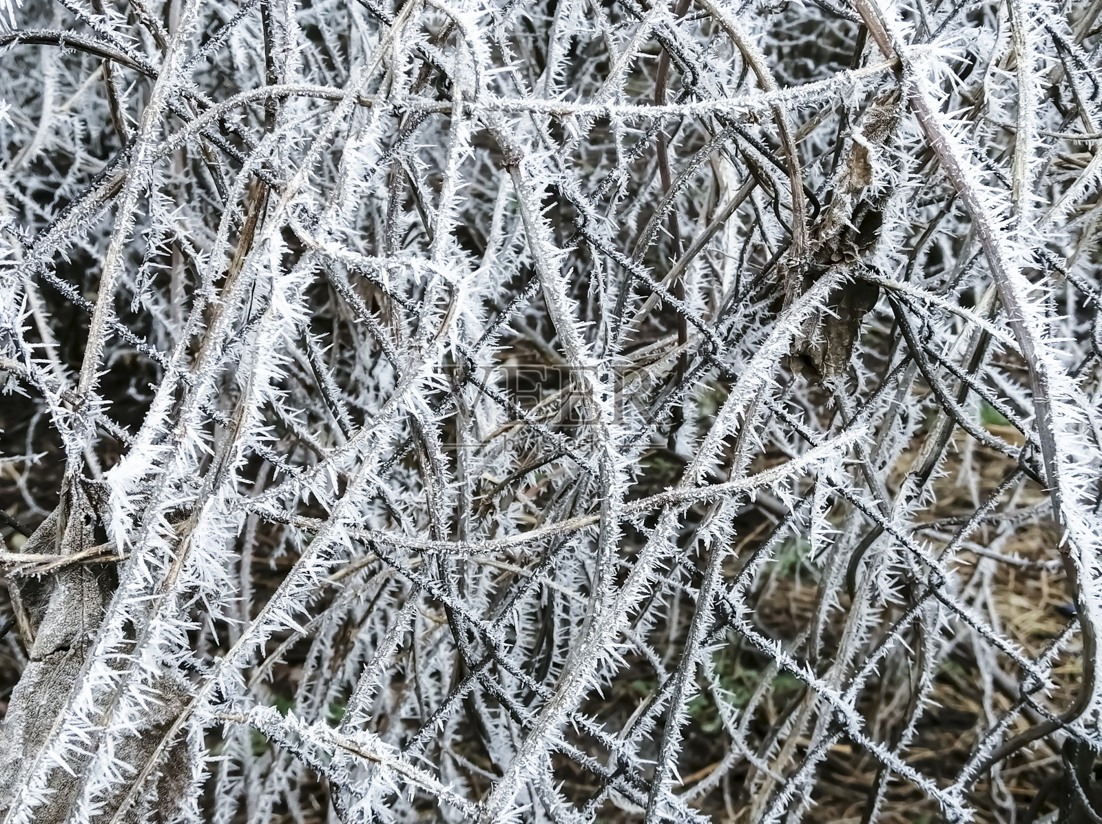 第一次霜冻给灌木丛的树枝盖上了一层薄冰。冰中灌木丛的树枝。照片摄影图片