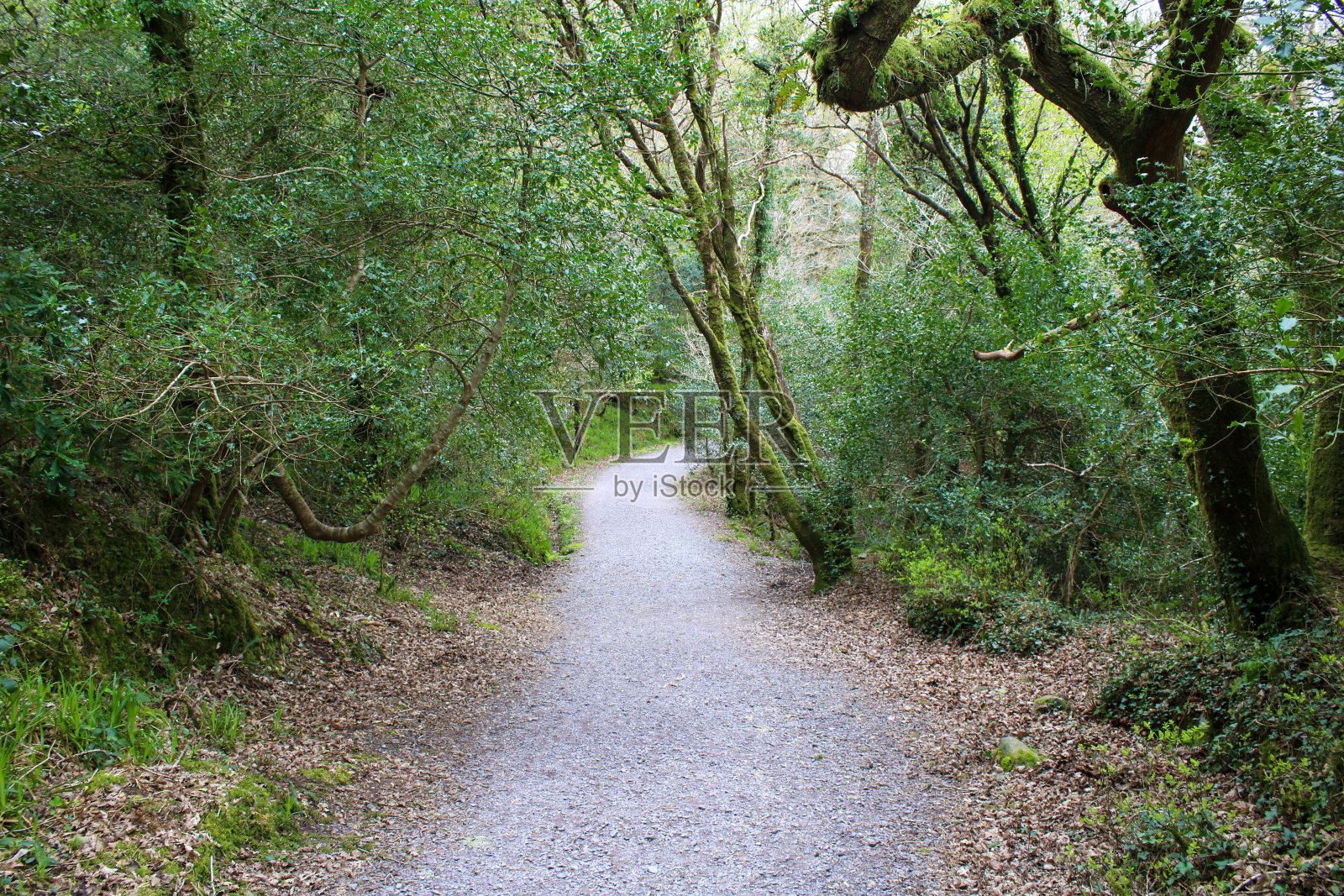 穿过西科克景观的乡村道路照片摄影图片