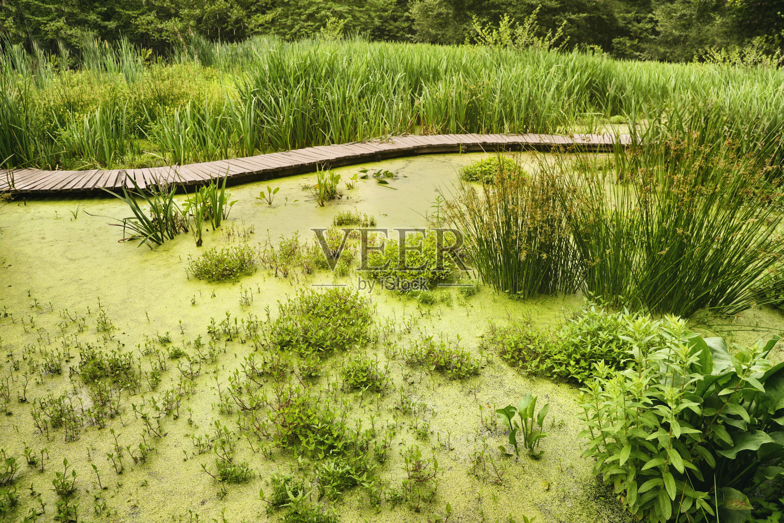 美丽的绿色沼泽和不同的野生植物照片摄影图片