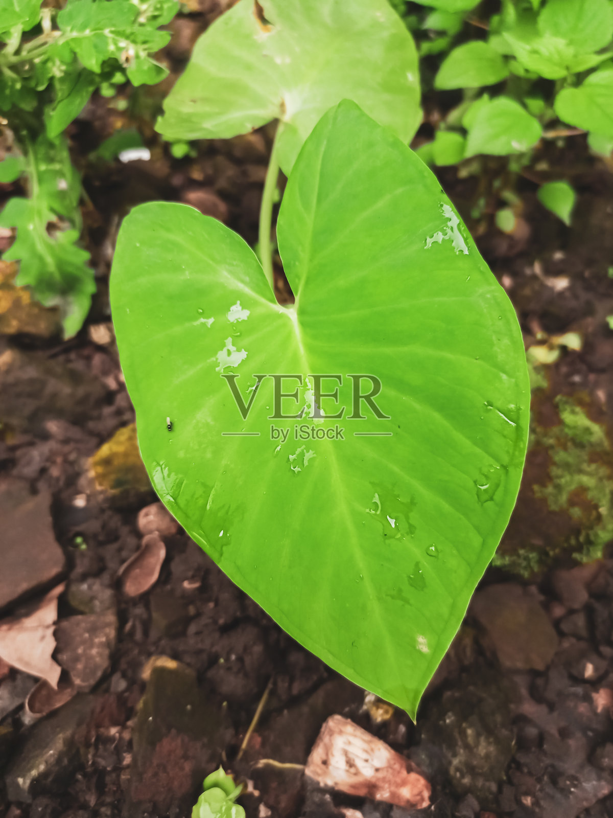 芋头树，在自然界中野生生长照片摄影图片