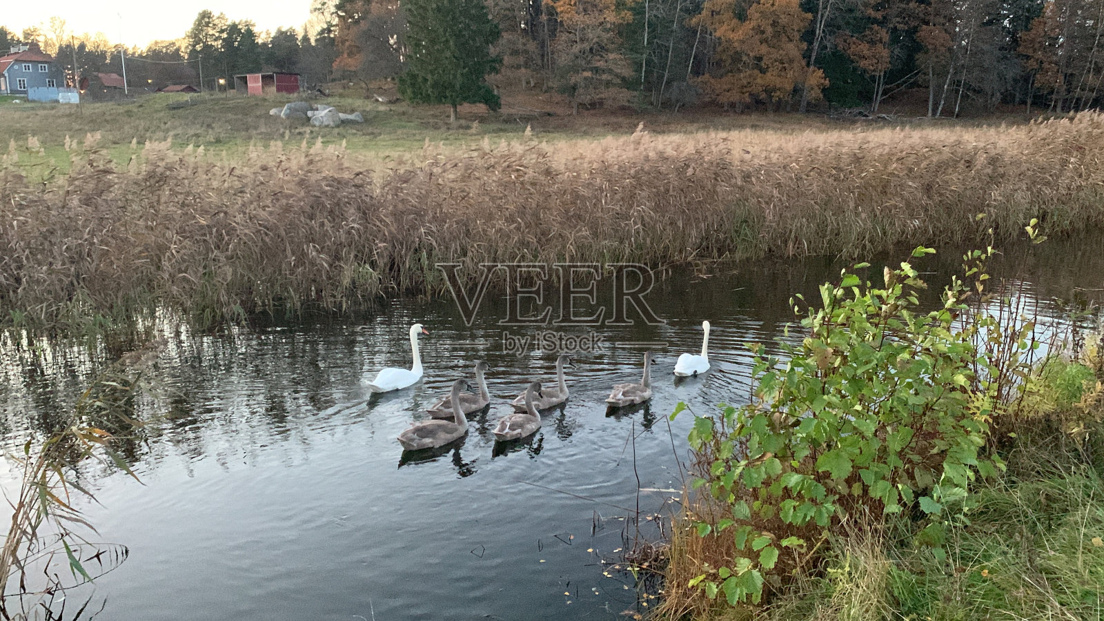 湖中的天鹅照片摄影图片
