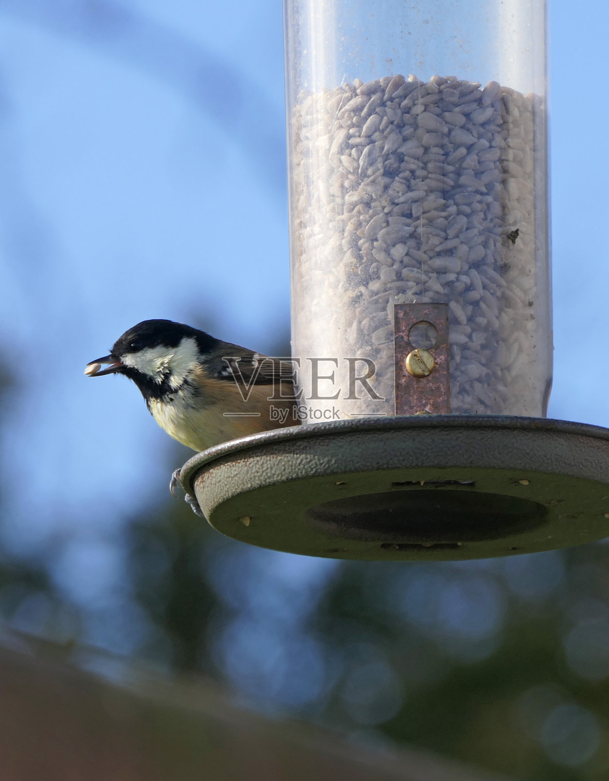 煤山雀从管式花生种子喂料器喂食照片摄影图片