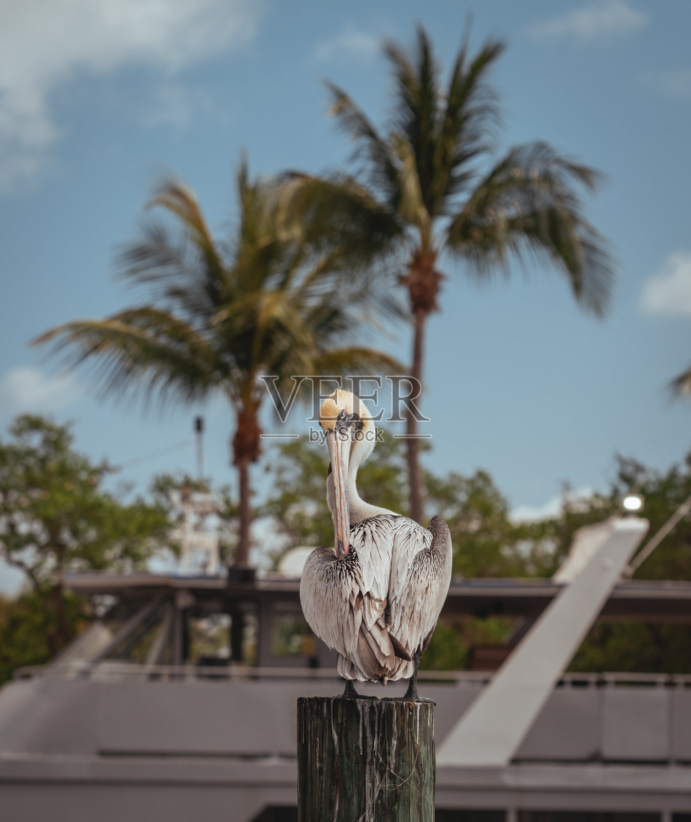 佛罗里达椰林海滩上的鹈鹕照片摄影图片