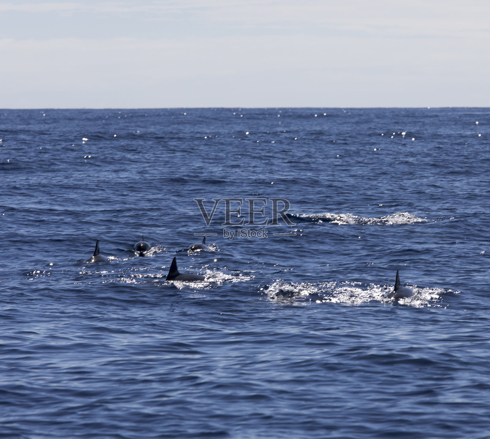 海里海豚的景色照片摄影图片