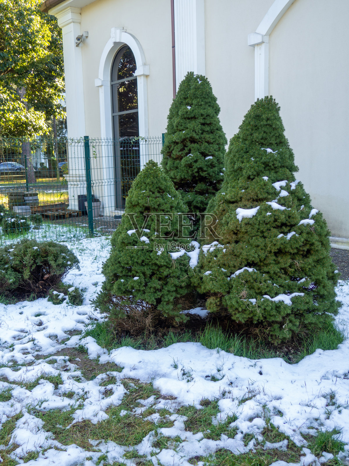 绿草地上的雪。巴统的冬天。冬天在南方城市的公园度假。突然的降雪。气候变化。照片摄影图片