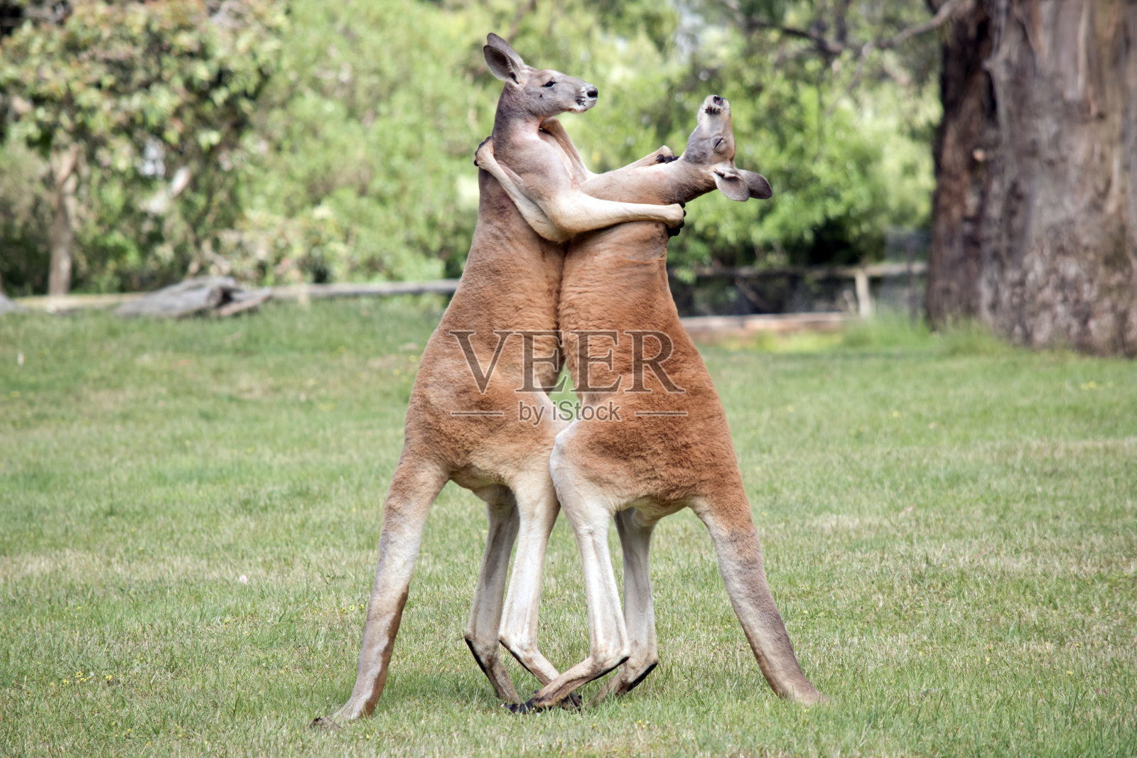 看这幅画，你会以为他们在跳舞，但实际上他们在打架照片摄影图片
