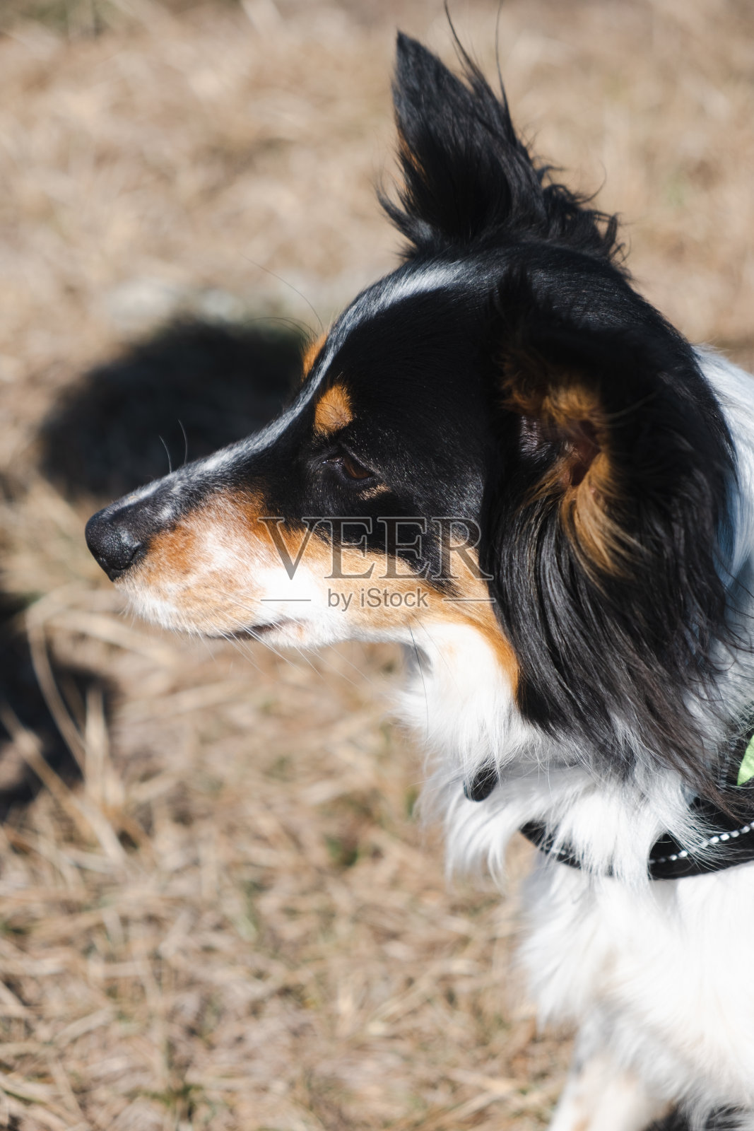 可爱的牧羊犬横向在公园里照片摄影图片